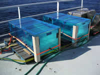 On deck incubation tanks. The blue color mimics the color of seawater to create a more natural environment for the plants growing in there.