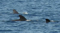 We think these are short-finned pilot whales, based upon consultating Whales Dolphins and Porpoises: The visual guide to all the world’s cetaceans by Mark Carwardine