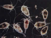 Copepods