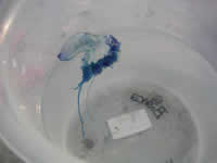 A Portuguese man-of-war, Phylum: Cnidaria